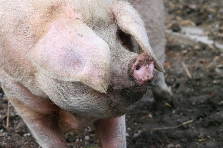 EU pig prices are up