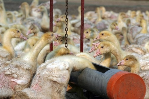 Avian influenza is tearing through Europe with outbreaks reported in at least eight countries