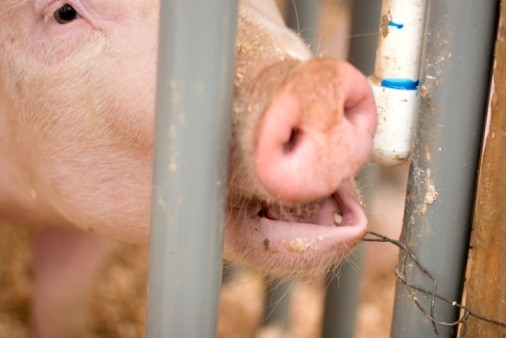 CiWF claims pigs were treated badly on farms in Italy (stock image)