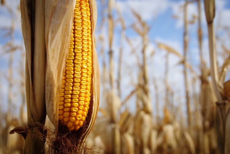 "There has been extreme weather across Europe's corn belt which has affected yields, pushing up prices," said Chris Marsh.