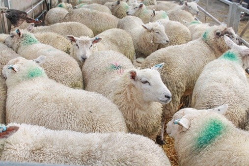 Low sheep supply to spark record Australian prices
