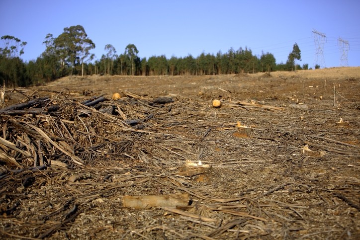 Industry efforts to limit deforestation are often restrained by weak regulations ©iStock 