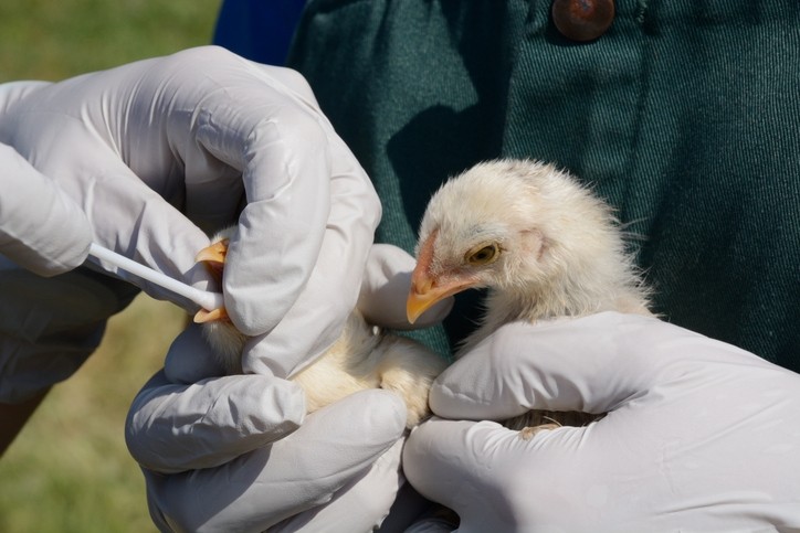 Amur Broiler has had to cull one million birds due to presence of avian influenza