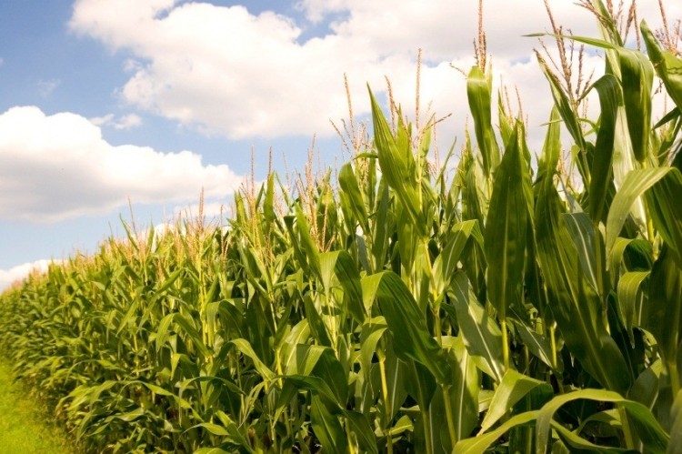 Corn production is on the rise in Europe, but some isoglucose is also made from wheat