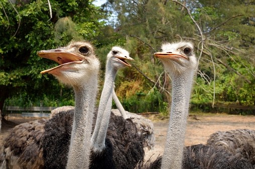 All of Klein Karoo's ostriches are raised free-range acorss 90km of South Africa land