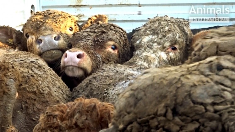 Livestock caked in excrement. Image courtesy of Eurogroup for Animals
