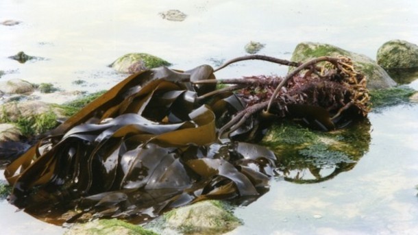 Tasty waste: Seaweed by-product may offer industry flavour potential