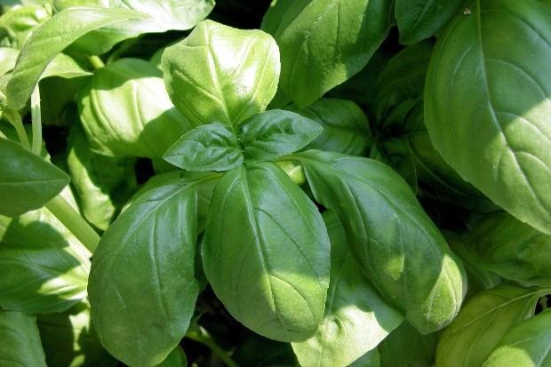 Basil was implicated as the source of the outbreak