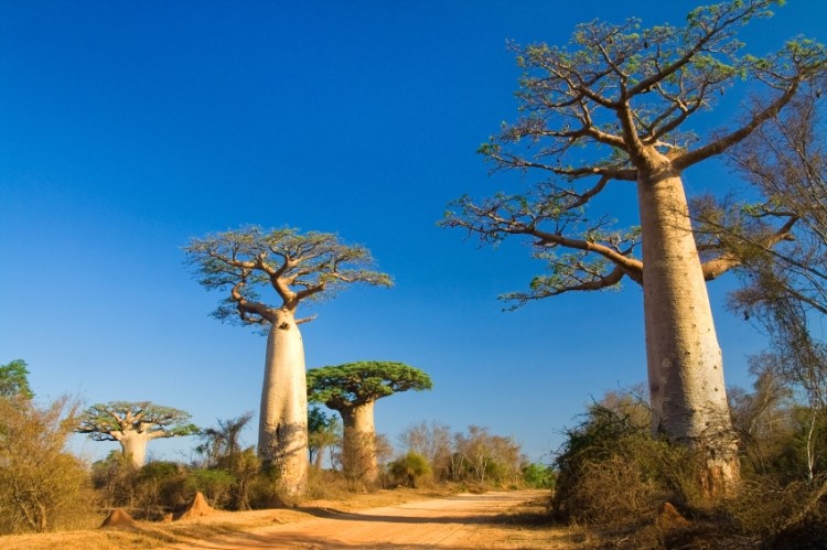 Baobab trees are not cultivated, but grow in 32 countries across Africa