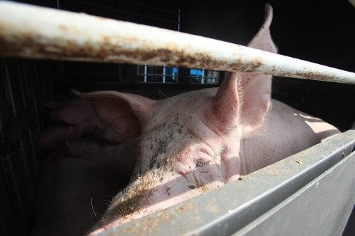 Experts are concerned trucks transporting live pigs to Poland could carry ASF to Denmark