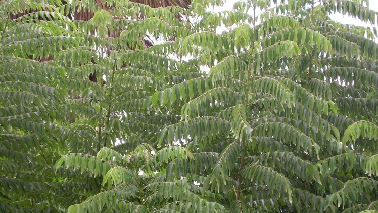 Curry tree leaf has natural preservative potential: Study