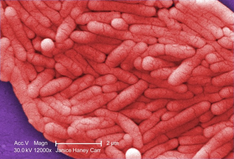 Testing for Salmonella (pictured) and Campylobacter will be increased under new standards proposed by FSIS. Photo: US CDC.