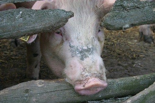 A quarantine zone has been set up around the pig farm in Latvia