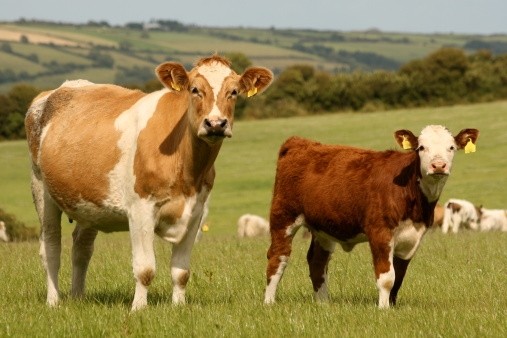 Grass-fed steer and heifer beef is the unique selling point for Irish beef, said Joe Ryan