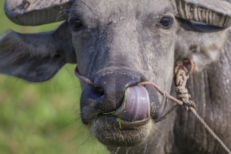 India has seen its male buffalo population shrinking