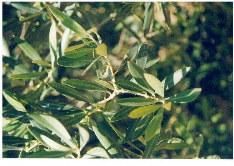 There is no known treatment for Xylella fastidiosa, which either kills trees quickly or leaves them infected for life.