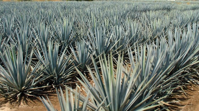 Sweetener promise? Tequila plant compound backed for diabetic sweetener use and blood sugar benefits