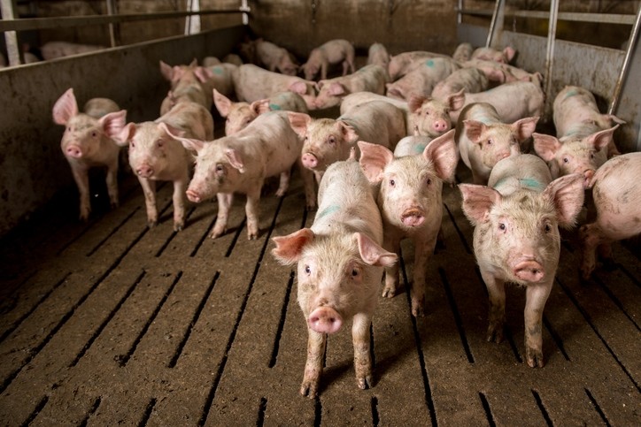 Exports of pig meat from Spain have declined in the first six months of the year