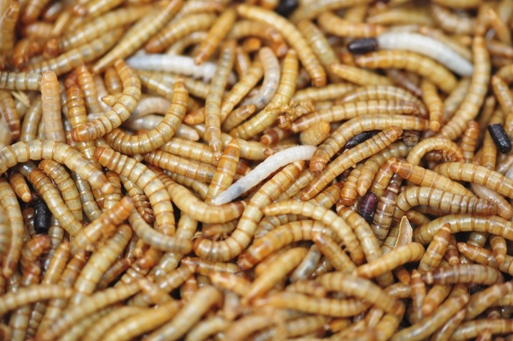Insects as animal feed viewed favourably, says Ghent University study