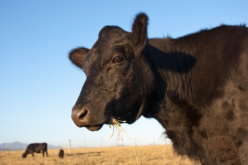 The impact of Russia re-entering the beef import trade could be massive, claim Rabobank