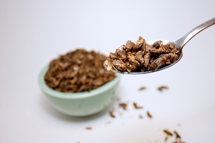 The consumption of insects has been heralded as an environmentally-sustainable solution to current and future food crises. ©iStock