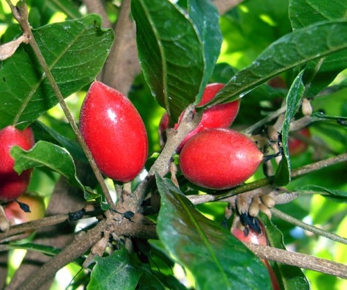Miracle fruit (Richadella dulcifica) contains the 'flavour tripping' protein miraculin. 