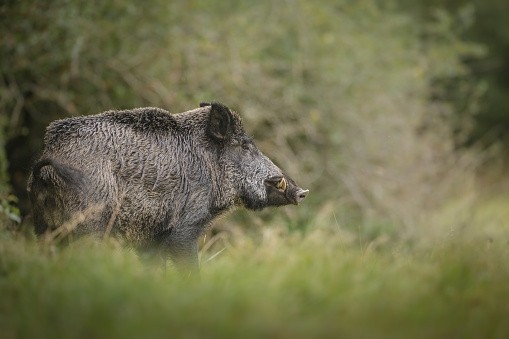 The FAO warns African swine fever could become a pan-European problem
