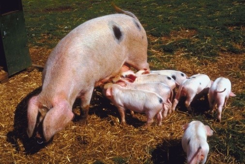 UK pig industry tackles EU non-compliance