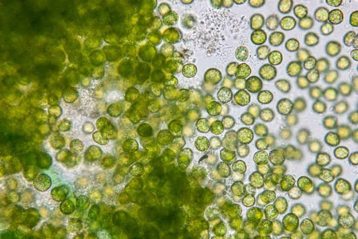 algae Sinhyu