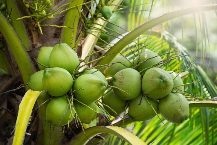 coconut cherrybeans