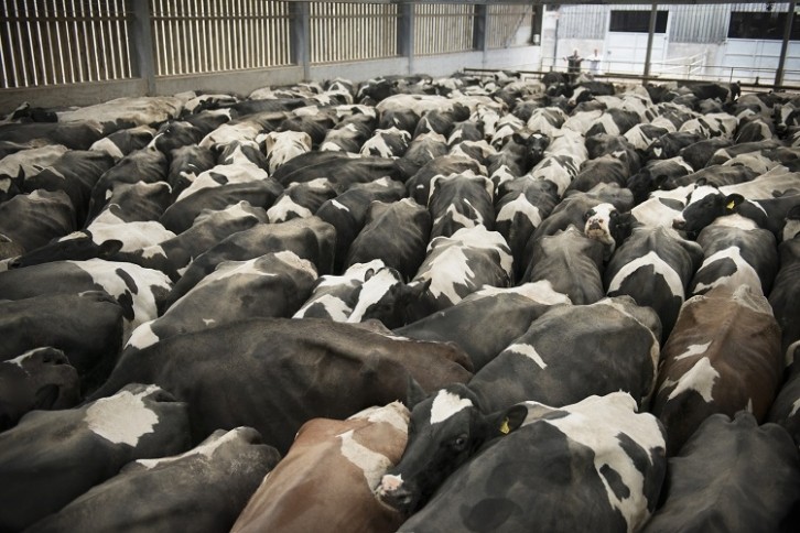 Dairy Indistry - cows close together - GettyImages-Monty Rakusen