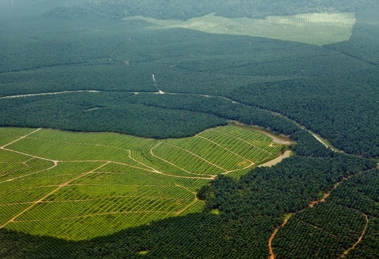 deforestation Vaara