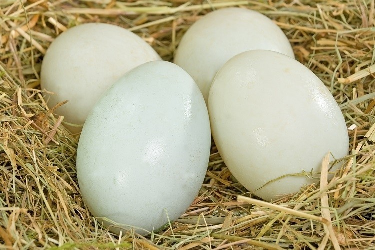 duck eggs JamieRogers1