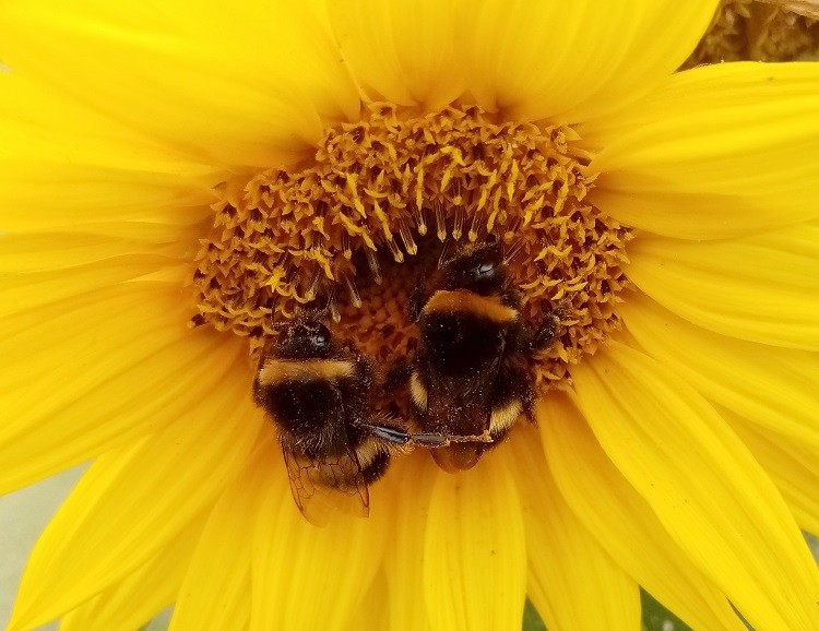 honeybees Derick Hudson