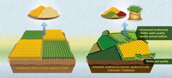 Intensive conventional farming produces higher yields, but organic practices deliver other beneifts. Image source Yen Strandqvist Chalmers Universi...