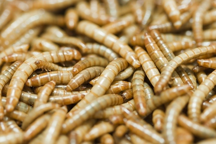 mealworms penpeng