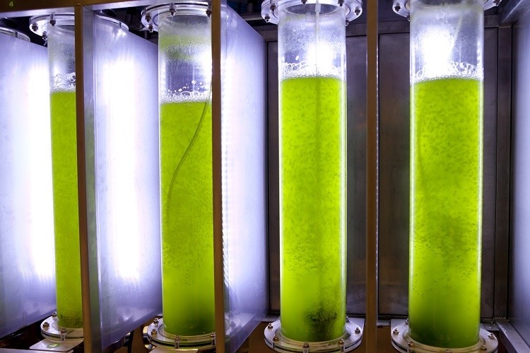 microalgae phloxii