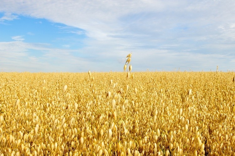 oat field LisaValder