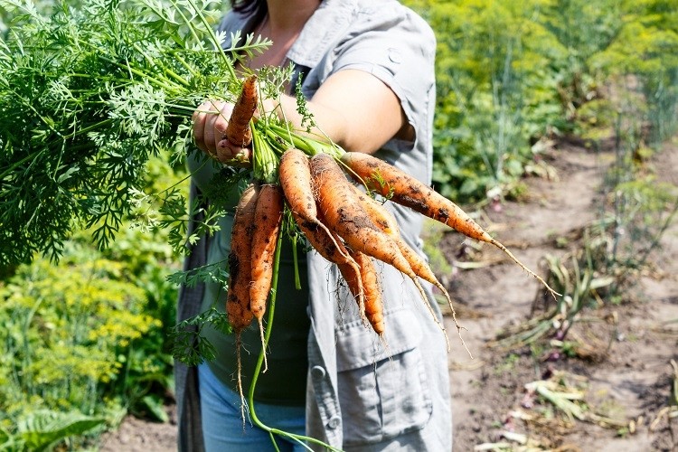 organic carrots inese online