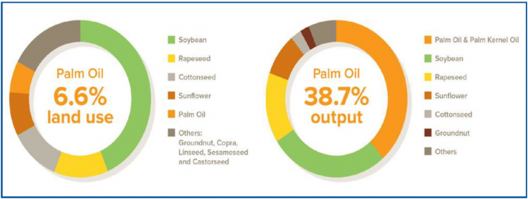 palm oil 1
