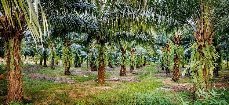 palm oil sonatali