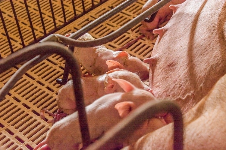 pig breeding Odairson Antonello
