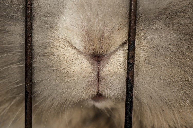 rabbit sarahmariebuhr