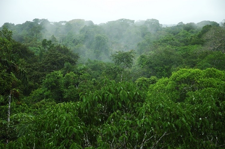 rainforest RollingEarth