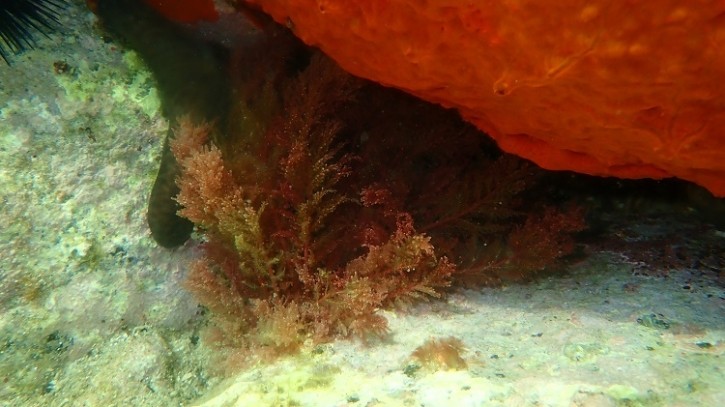 red algae AlexeyMasliy