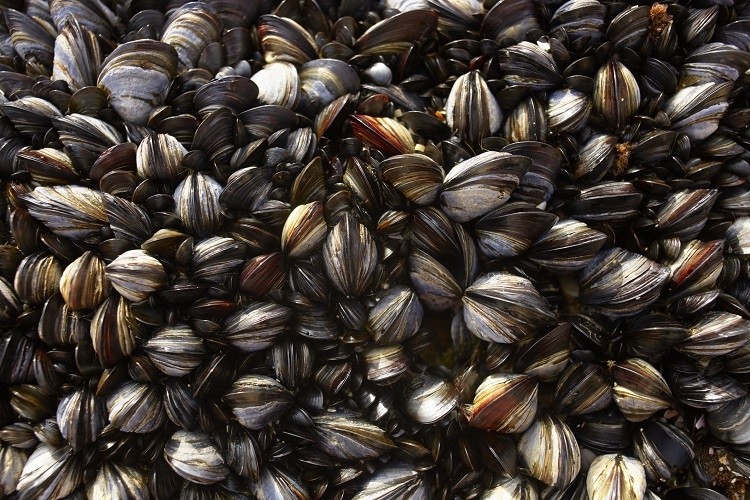 sea mussels Emma Kim