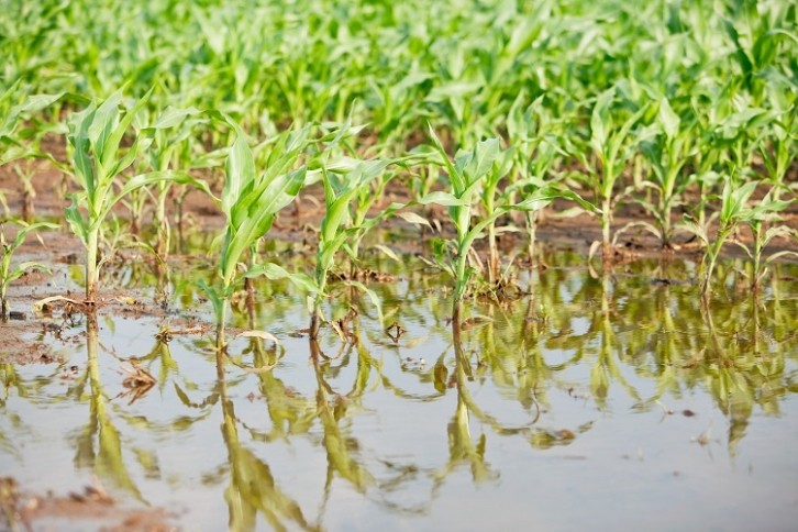 Sogflation - flooded corn field - GettyImages-BanksPhotos