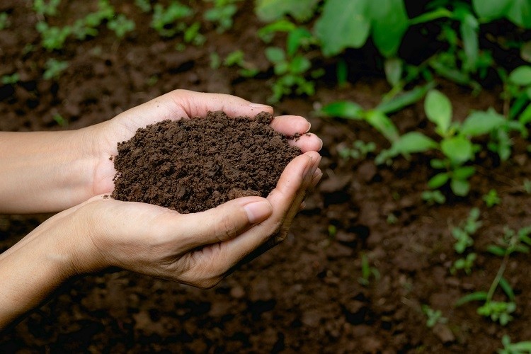 soil health Mintr