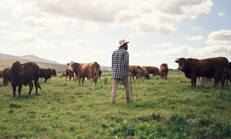 south africa cattle PeopleImages
