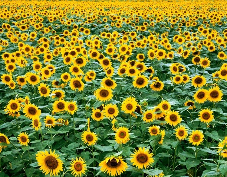 sunflower Akira Kaede